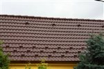 zahorska-bystrica-nelskamp-jjj-sg-hneda